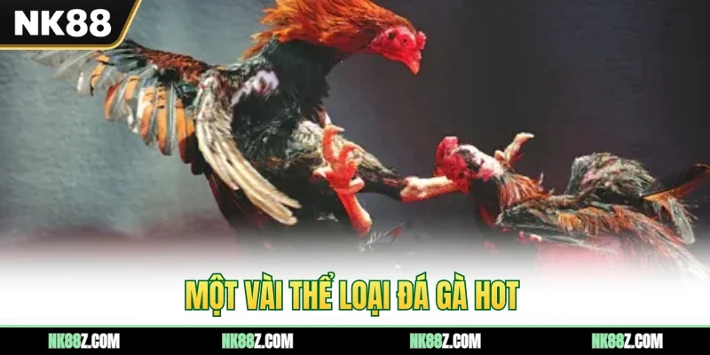 Một vài thể loại đá gà hot